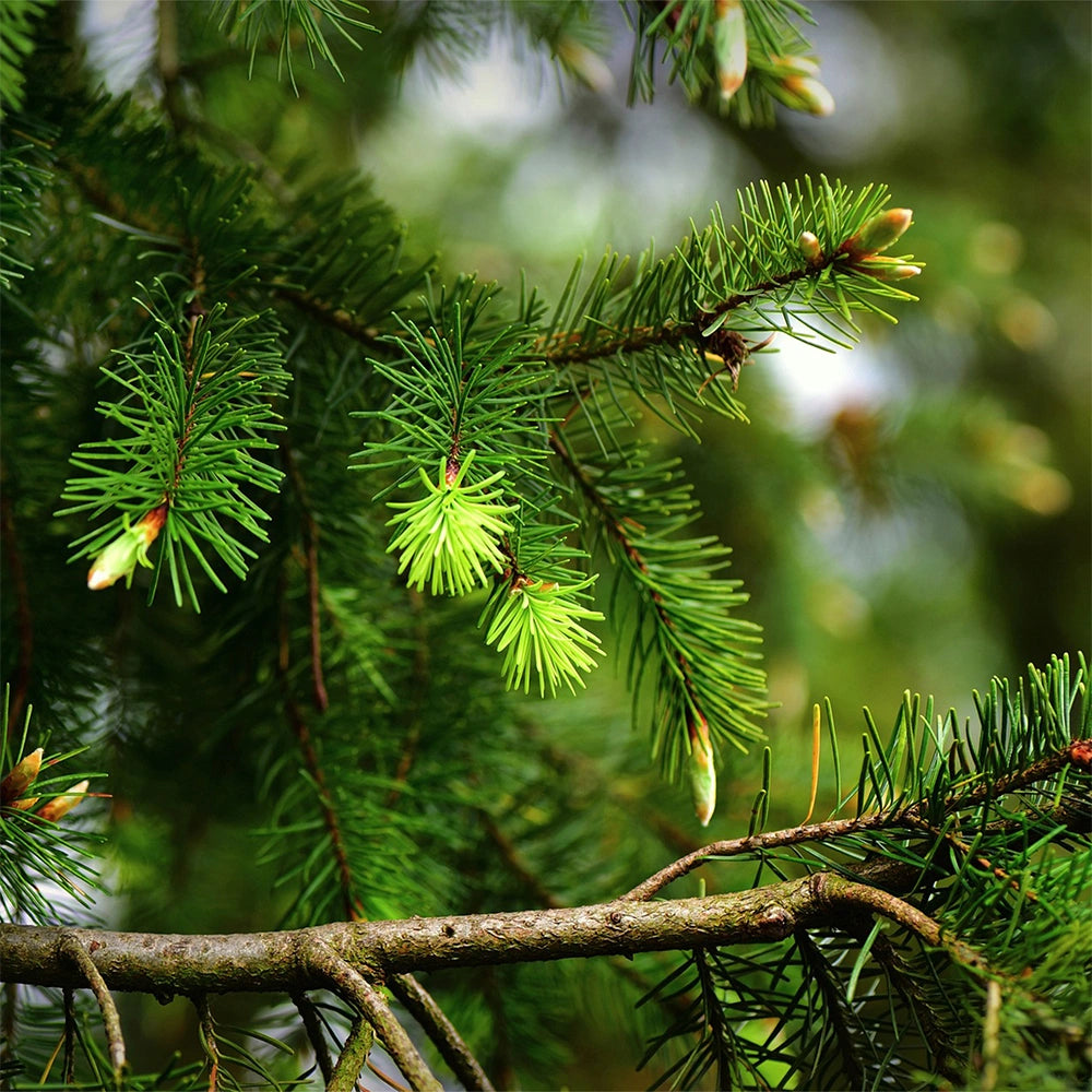 Pine Essential Oil